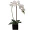 Lifelike Phalaenopsis Orchid Arrangement in 5" Black Cubed Pot - Elegant Floral Decor for Home, Office, Weddings, and Events by Floral Home by Artificial Flowers